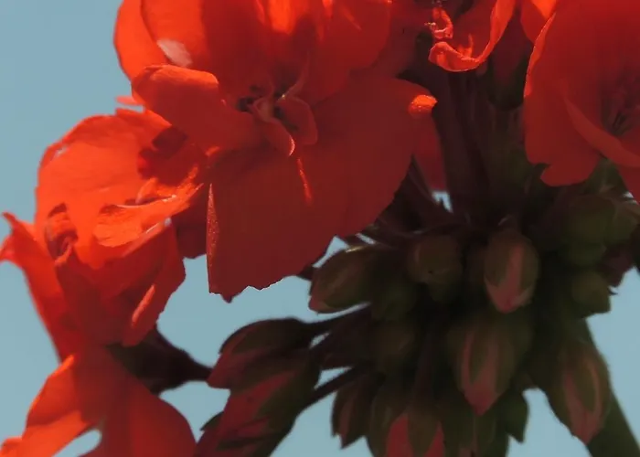 La Tavolozza Гостьовий будинок 4*