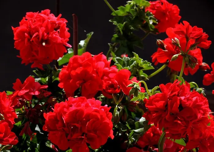 La Tavolozza 4* Positano