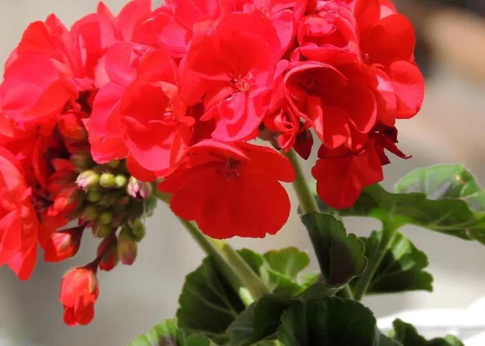 Гостьовий будинок La Tavolozza 4*