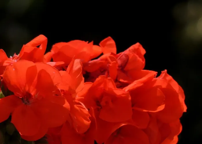 La Tavolozza Позітано